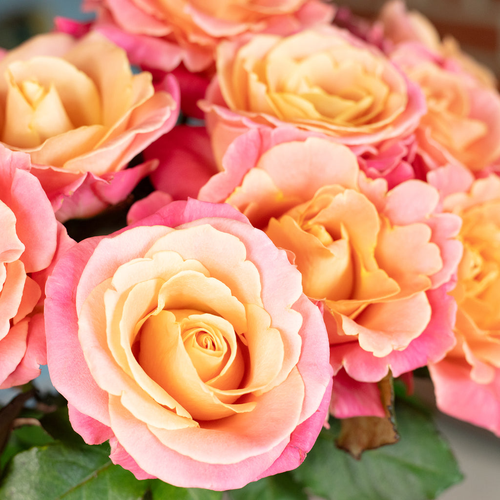 Blumenstrauß 'Miss Elegance' - Länge ca. 50 cm - Strauß frischer Rosen