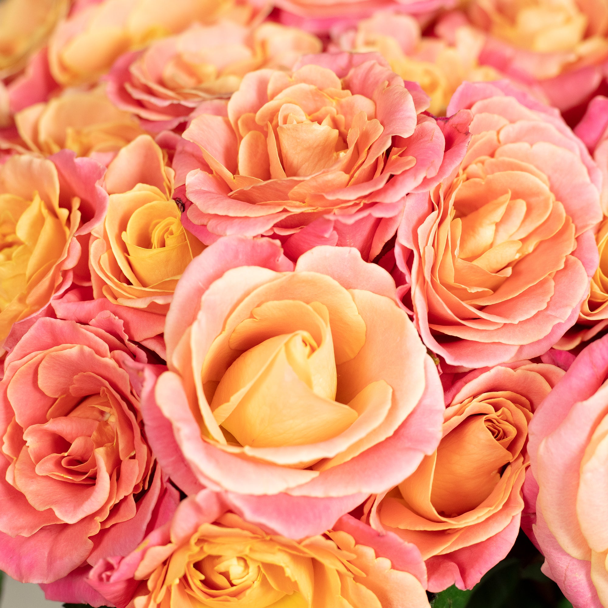 Blumenstrauß 'Miss Elegance' - Länge ca. 50 cm - Strauß frischer Rosen