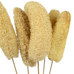 Luffa-Kopf am Stiel - 5 Stück - Poly - natur