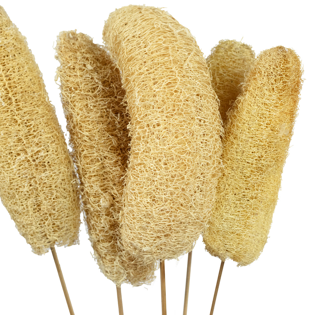 Tête de luffa sur tige - 5 pièces - Poly - naturel