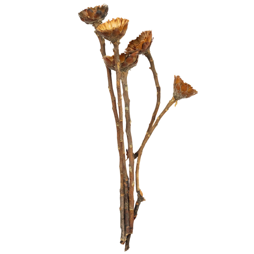 Protea Compacta Rosette - 5 pieces - light