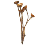 Protea Compacta Rosette - 5 pieces - light