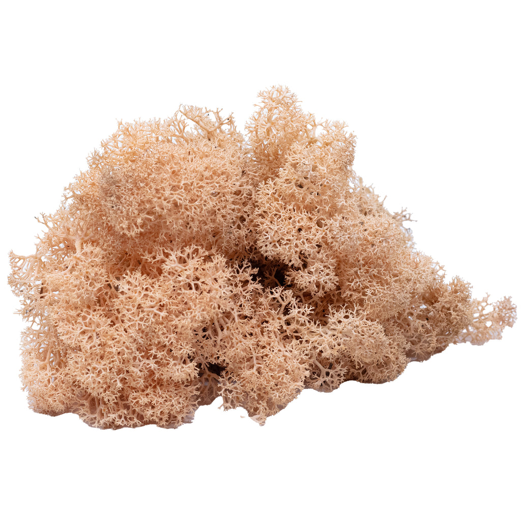 Karton Islandmoos Apricot - 500g