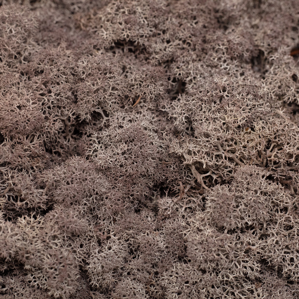 Cardboard Island Moss Brown - 500g