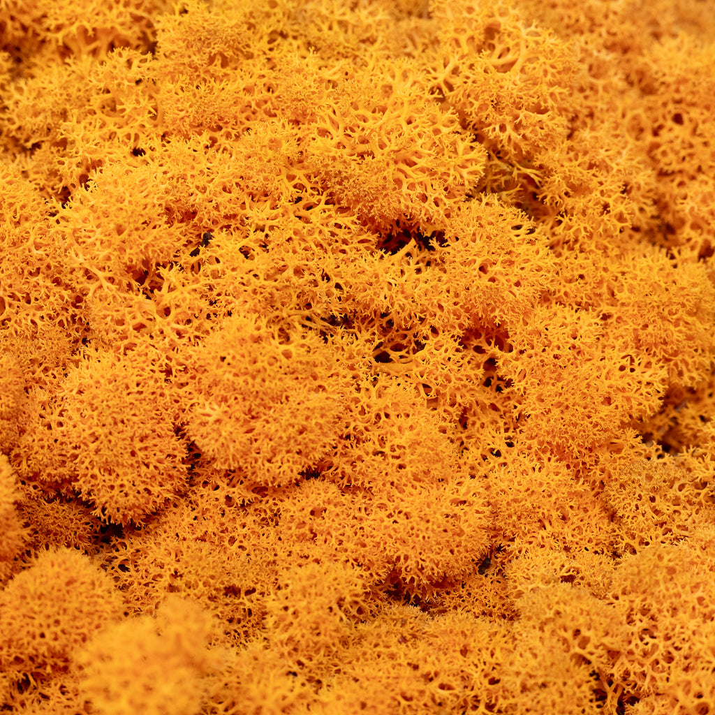 Karton Islandmoos Orange 500g