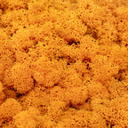 Karton Islandmoos Orange 500g