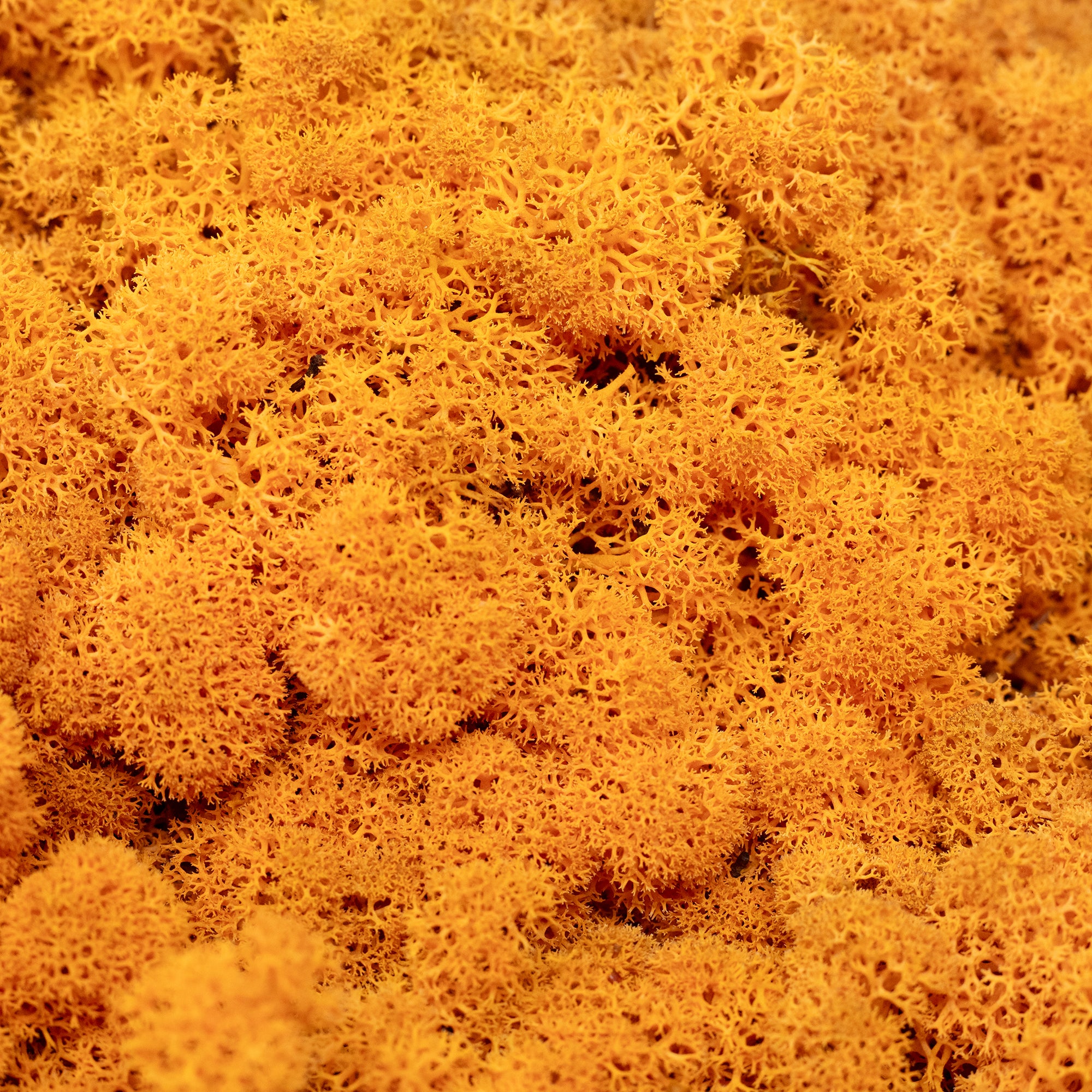 Cardboard Island Moss Orange 500g