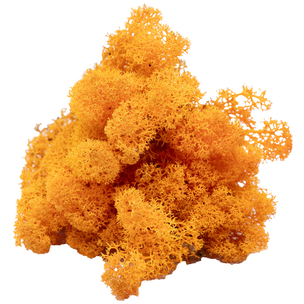 Cardboard Island Moss Orange 500g