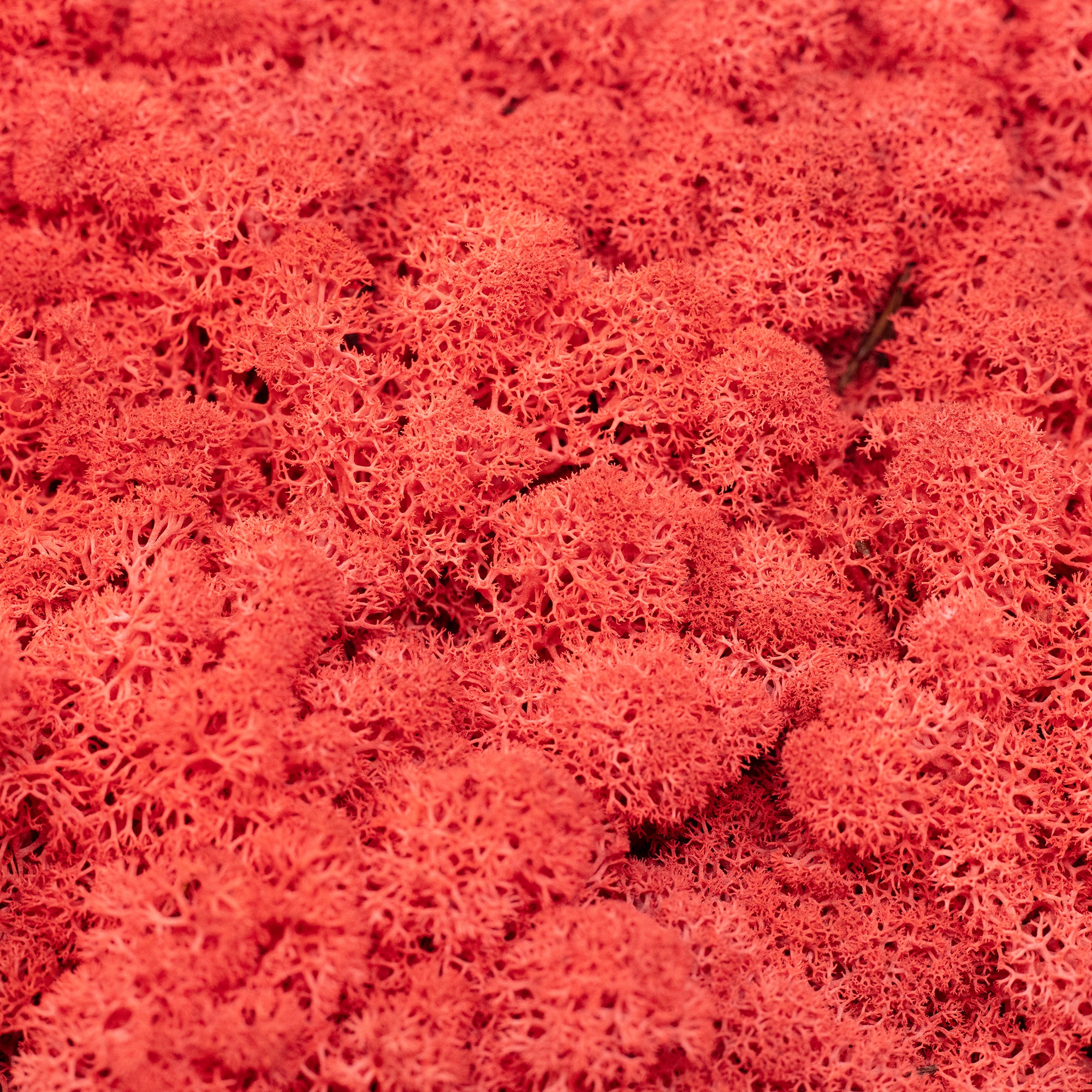 Mousse de l'île en carton, rouge clair, 500 g
