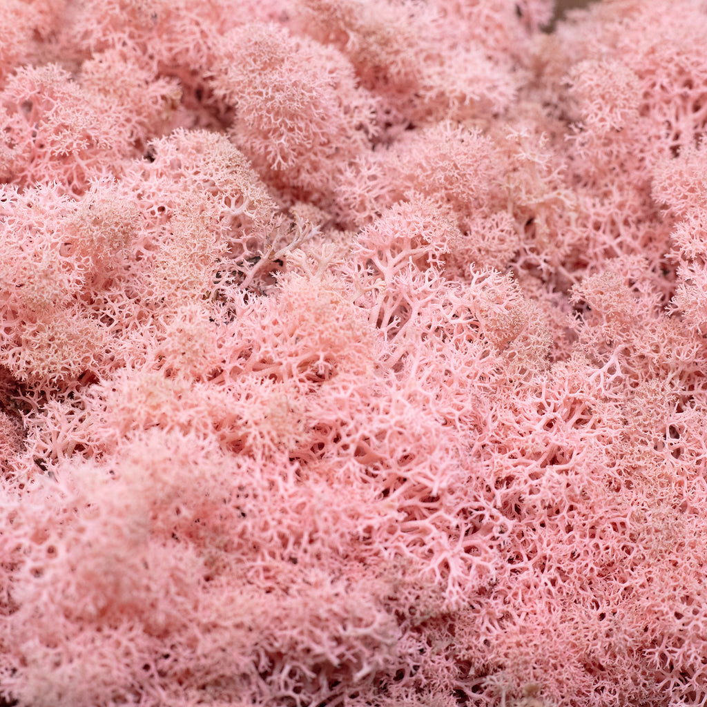 Cardboard Island moss, old rose, 500g