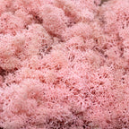Cardboard Island moss, old rose, 500g
