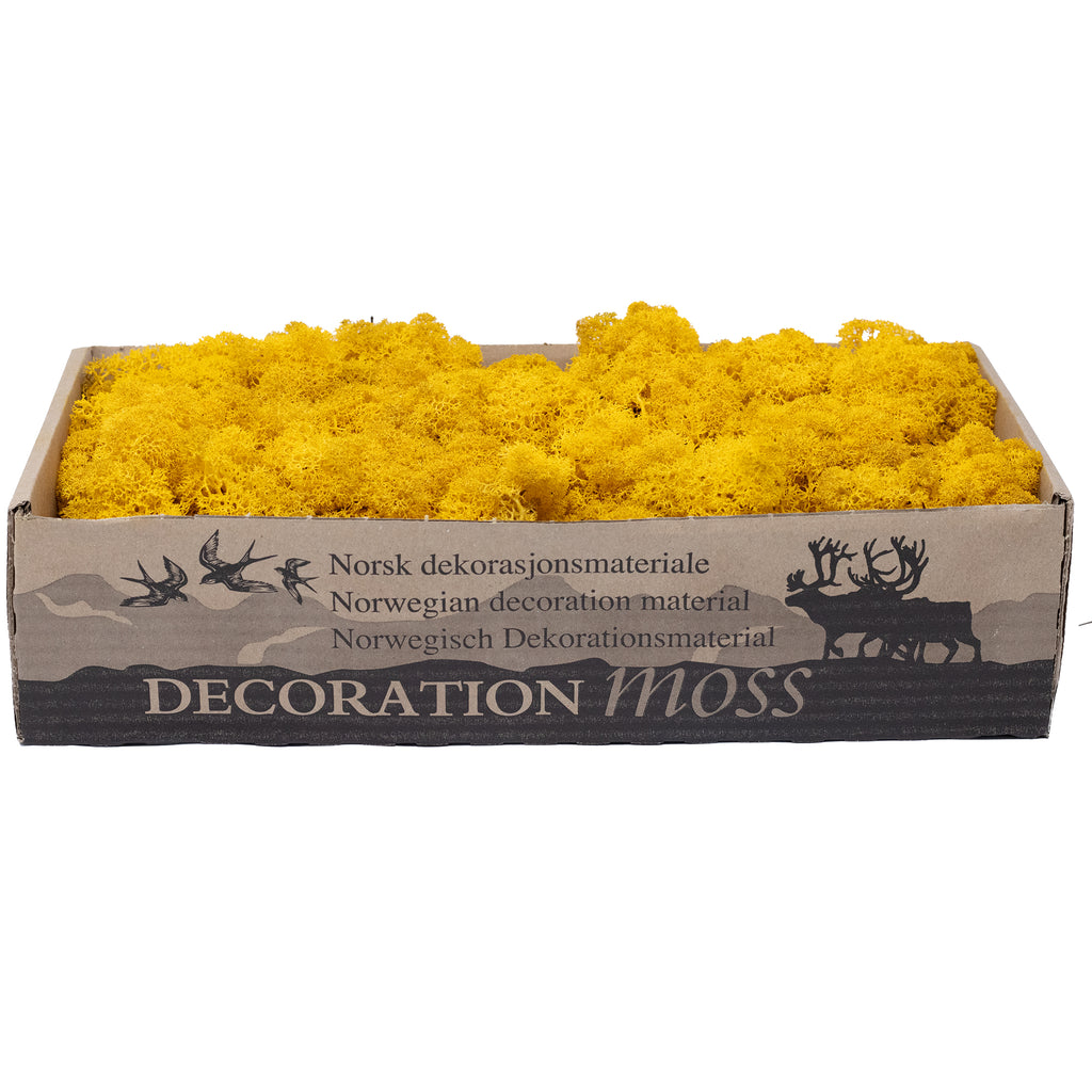 Cardboard Iceland moss mustard yellow 500g