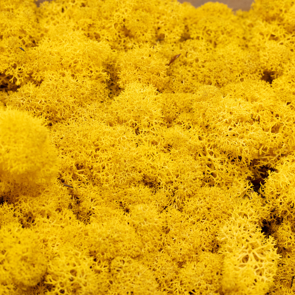 Cardboard Iceland moss mustard yellow 500g