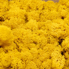 Cardboard Iceland moss mustard yellow 500g