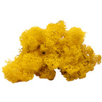 Cardboard Iceland moss mustard yellow 500g
