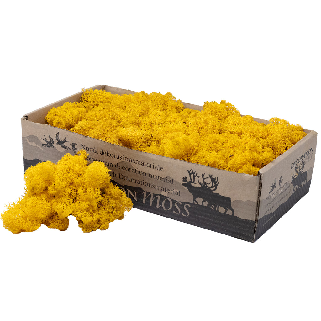 Cardboard Iceland moss mustard yellow 500g