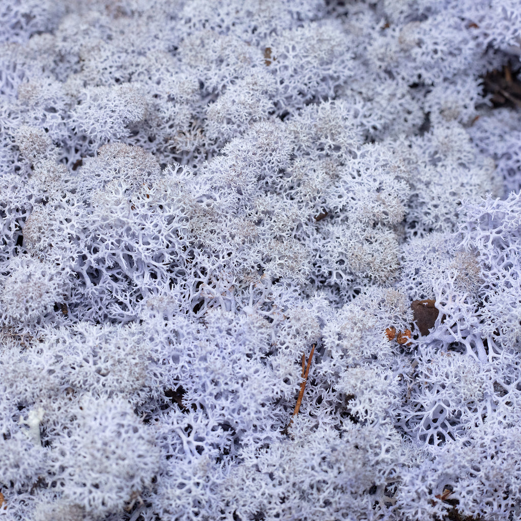 Karton Islandmoos Lavendel 500g
