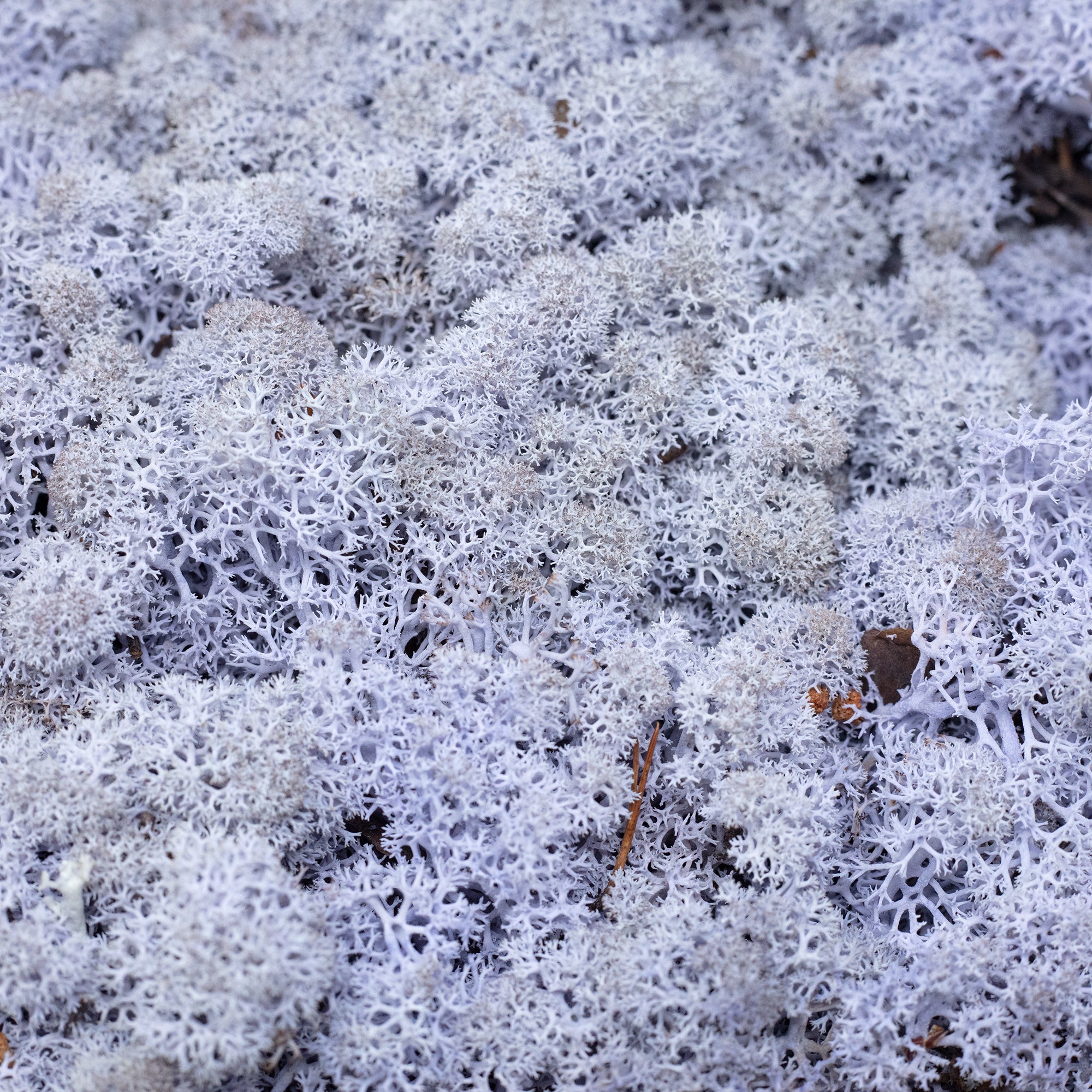 Karton Islandmoos Lavendel 500g