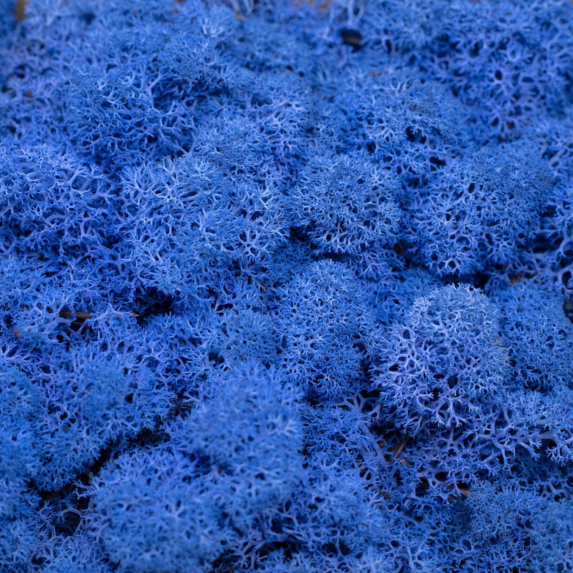 Karton Islandmoos Königsblau 500g