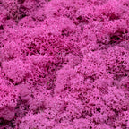 Karton Islandmoos Erika-Violett 500g