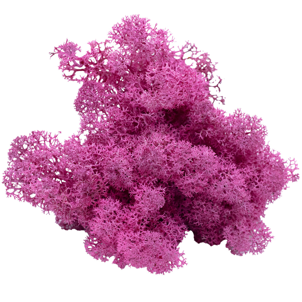 Karton Islandmoos Erika-Violett 500g