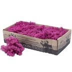 Karton Islandmoos Erika-Violett 500g