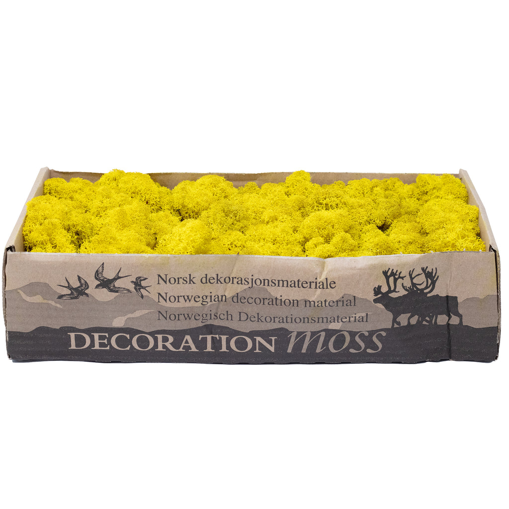 Karton Islandmoos Zitronen-Gelb 500g