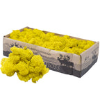 Karton Islandmoos Zitronen-Gelb 500g