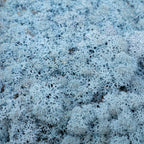 Mousse Cardboard Island bleu glacier 500g