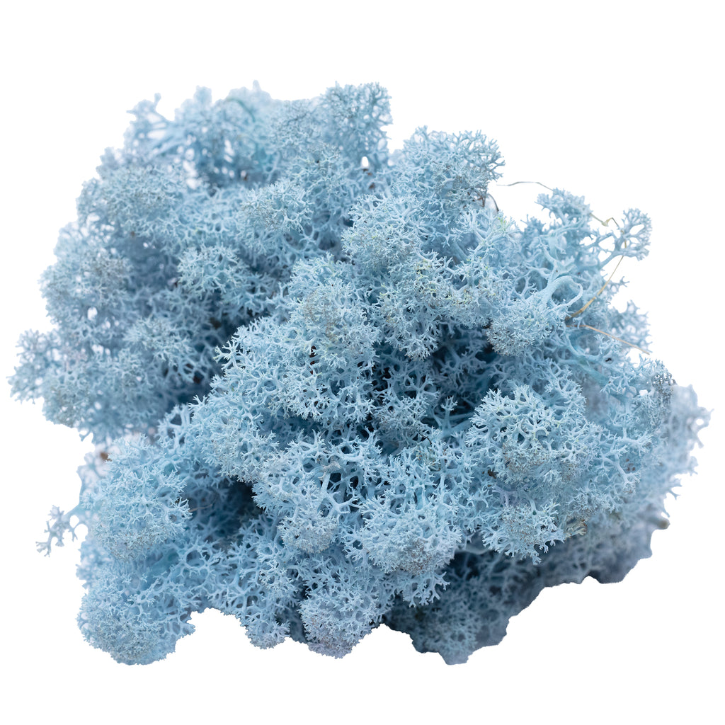 Mousse Cardboard Island bleu glacier 500g