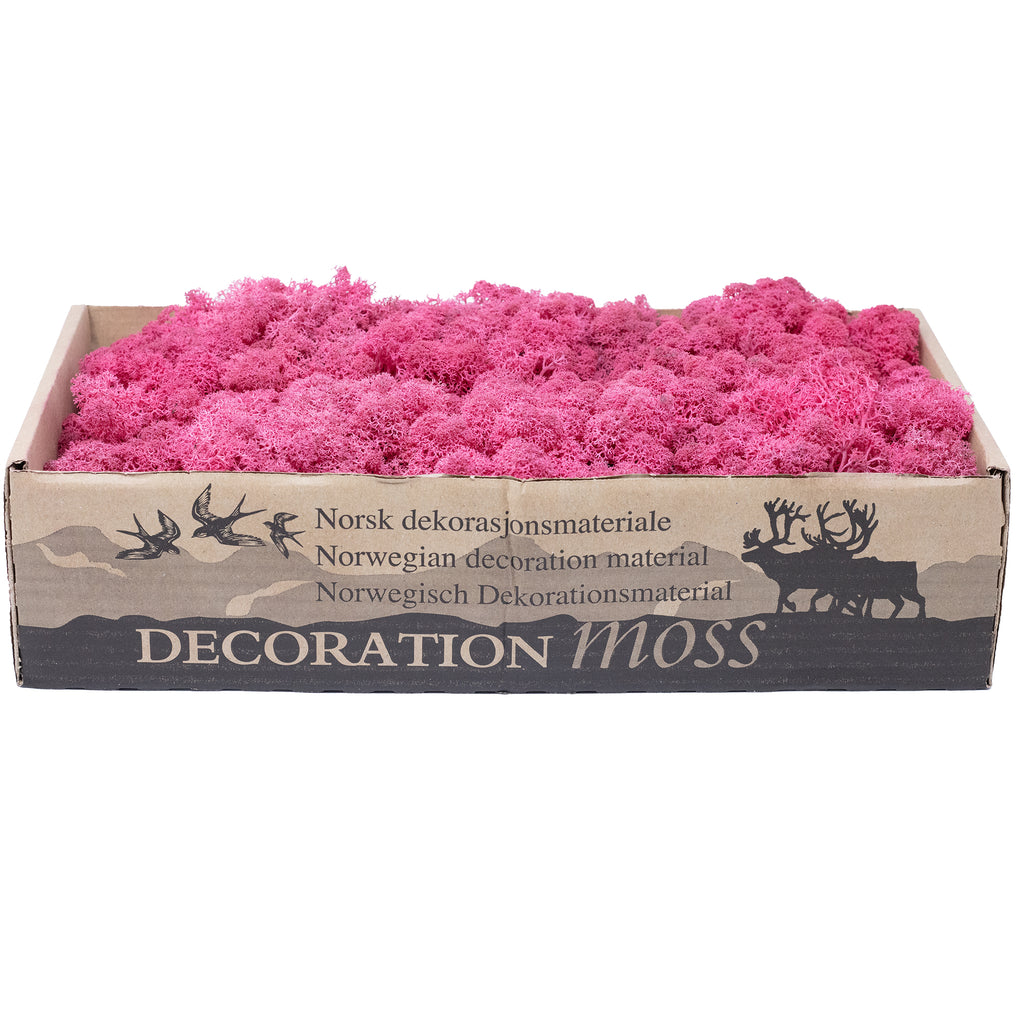 Box of reindeer moss fuchsia 500g