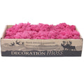 Box of reindeer moss fuchsia 500g