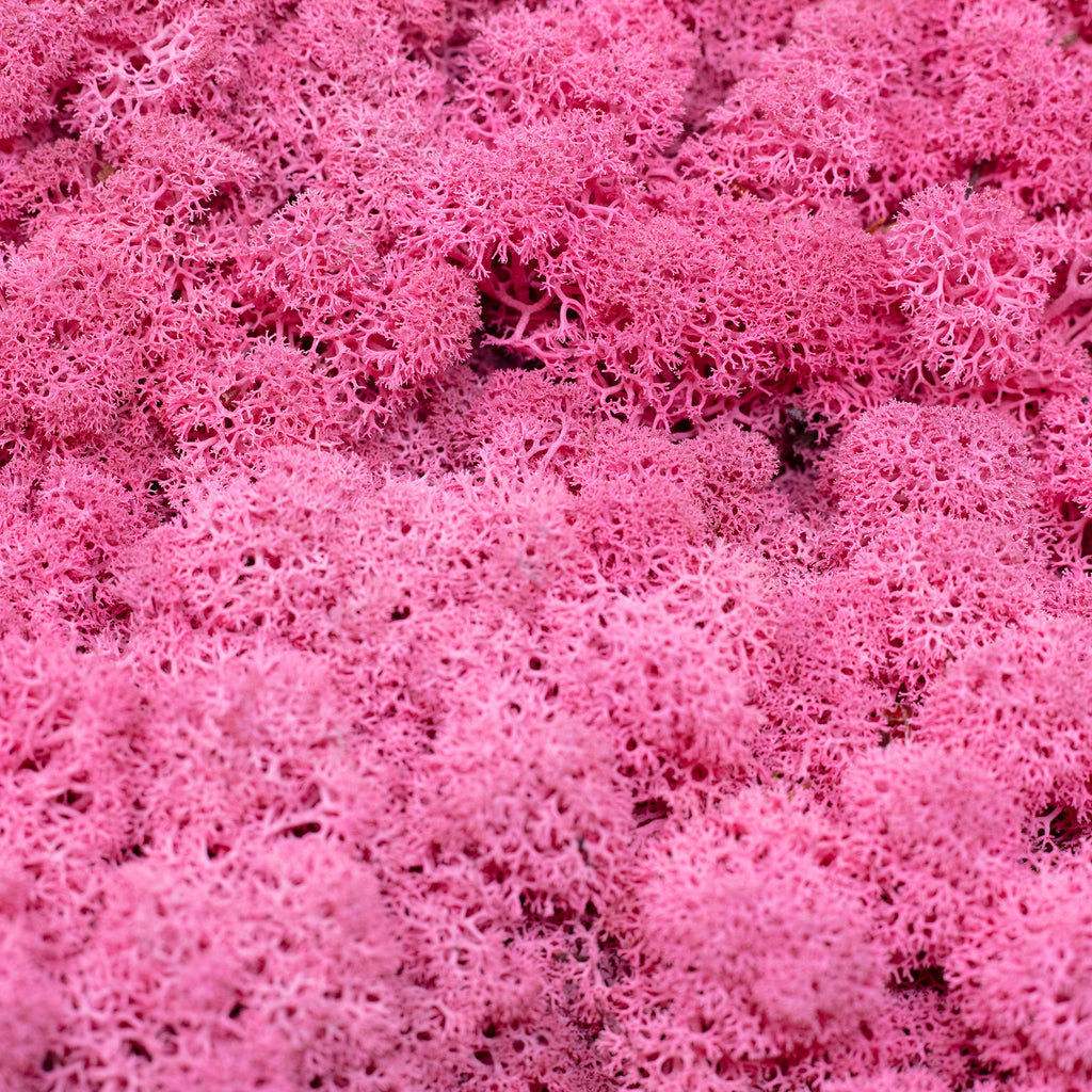 Box of reindeer moss fuchsia 500g