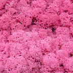Box of reindeer moss fuchsia 500g