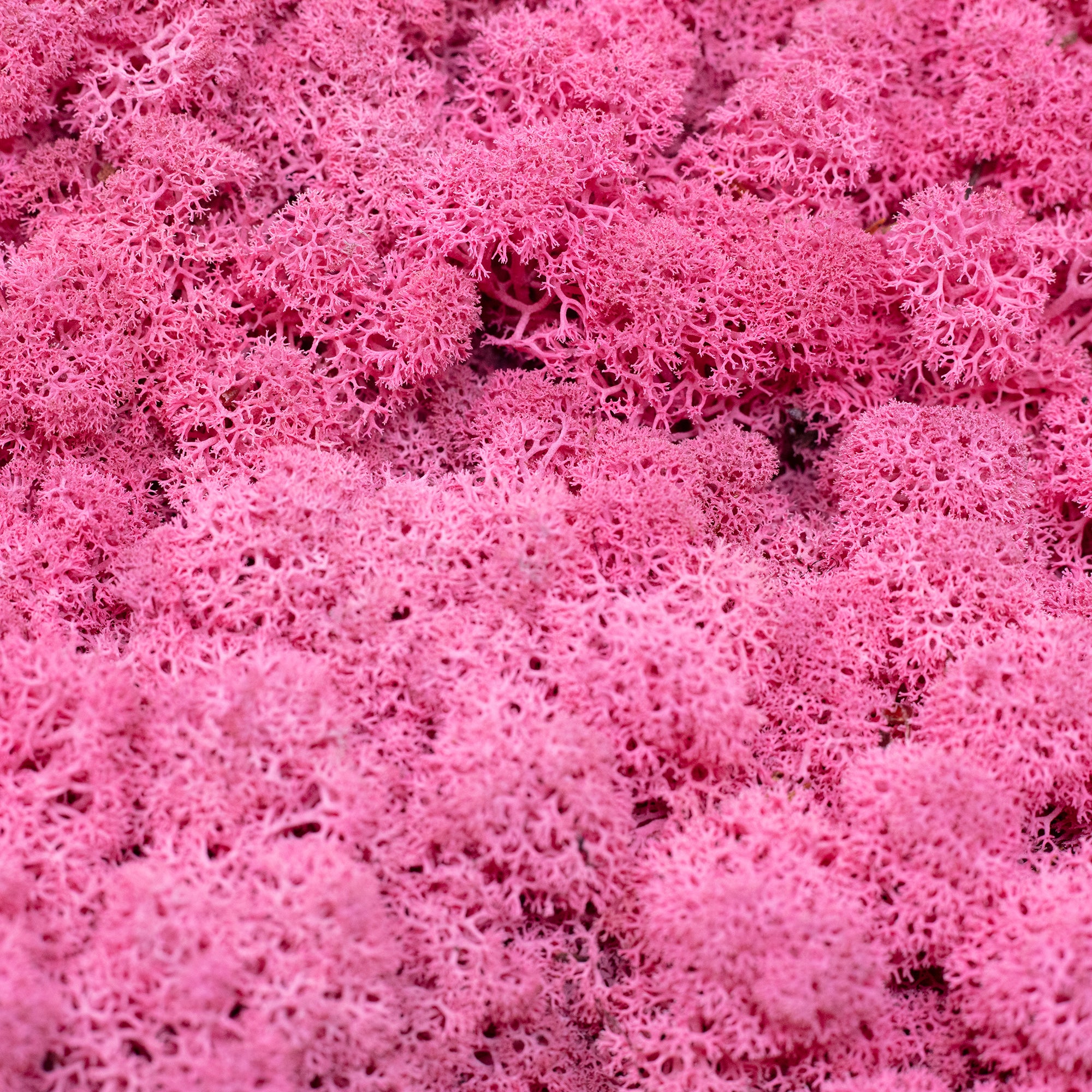 Box of reindeer moss fuchsia 500g