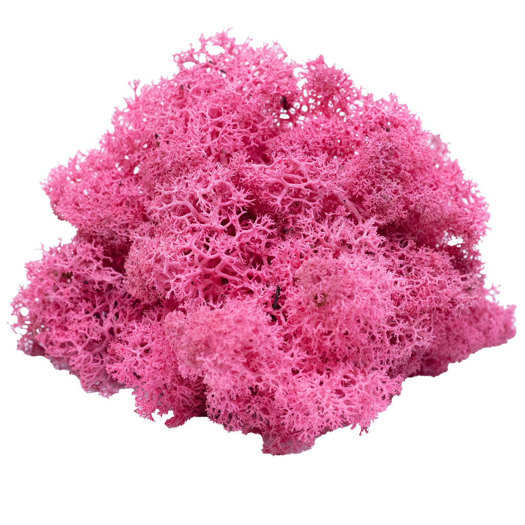 Box of reindeer moss fuchsia 500g