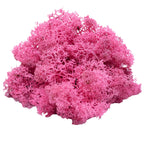 Box of reindeer moss fuchsia 500g