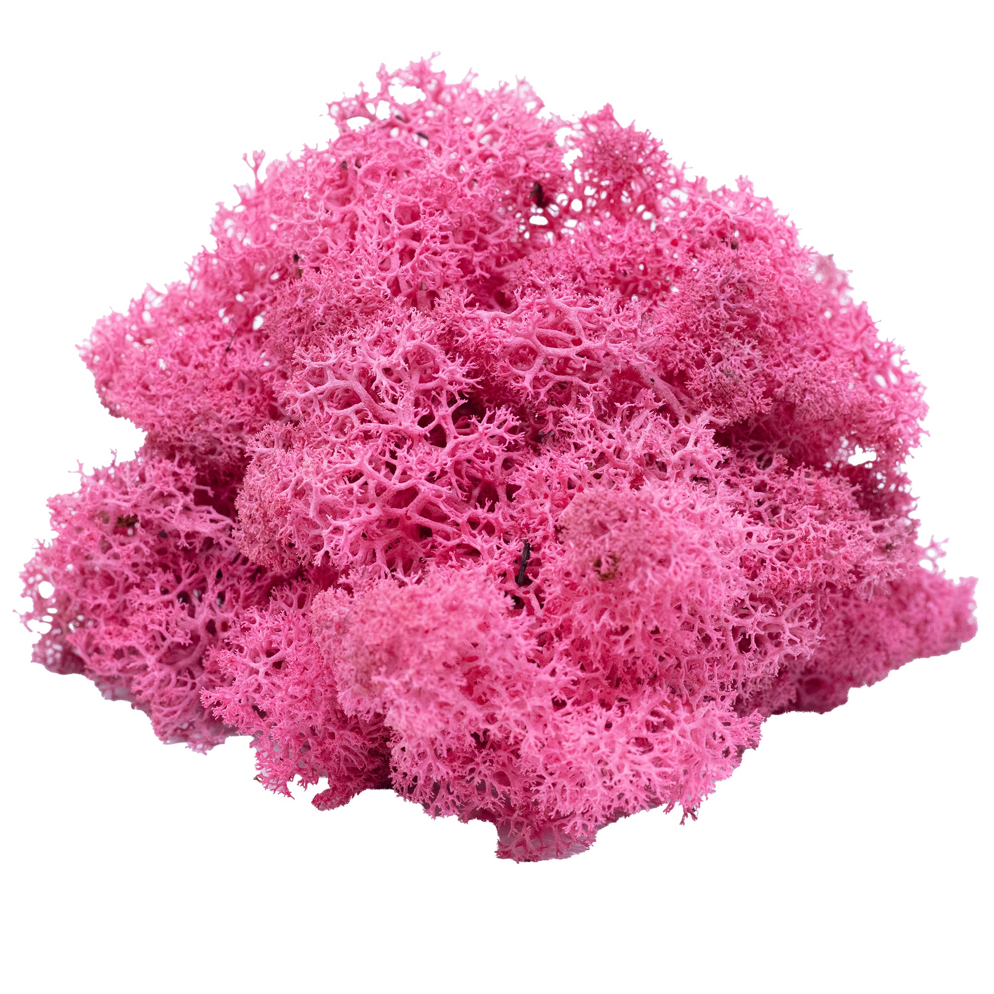 Box of reindeer moss fuchsia 500g