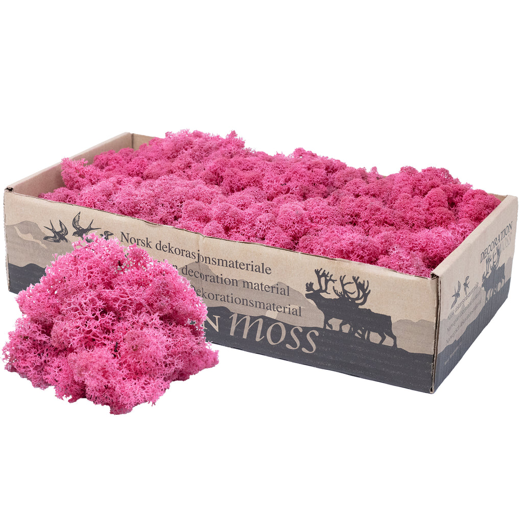 Box of reindeer moss fuchsia 500g