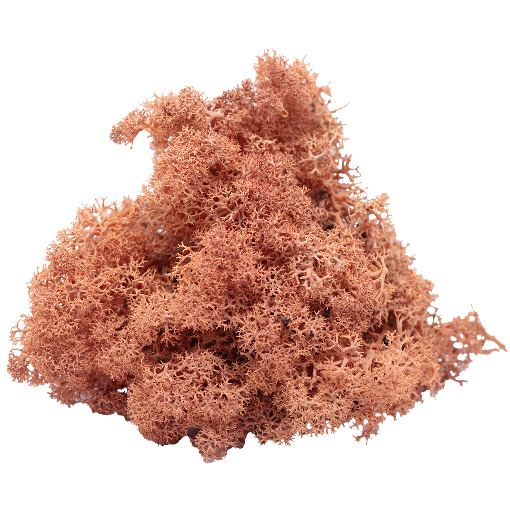 Boîte de mousse de renne mangue-orange 500g