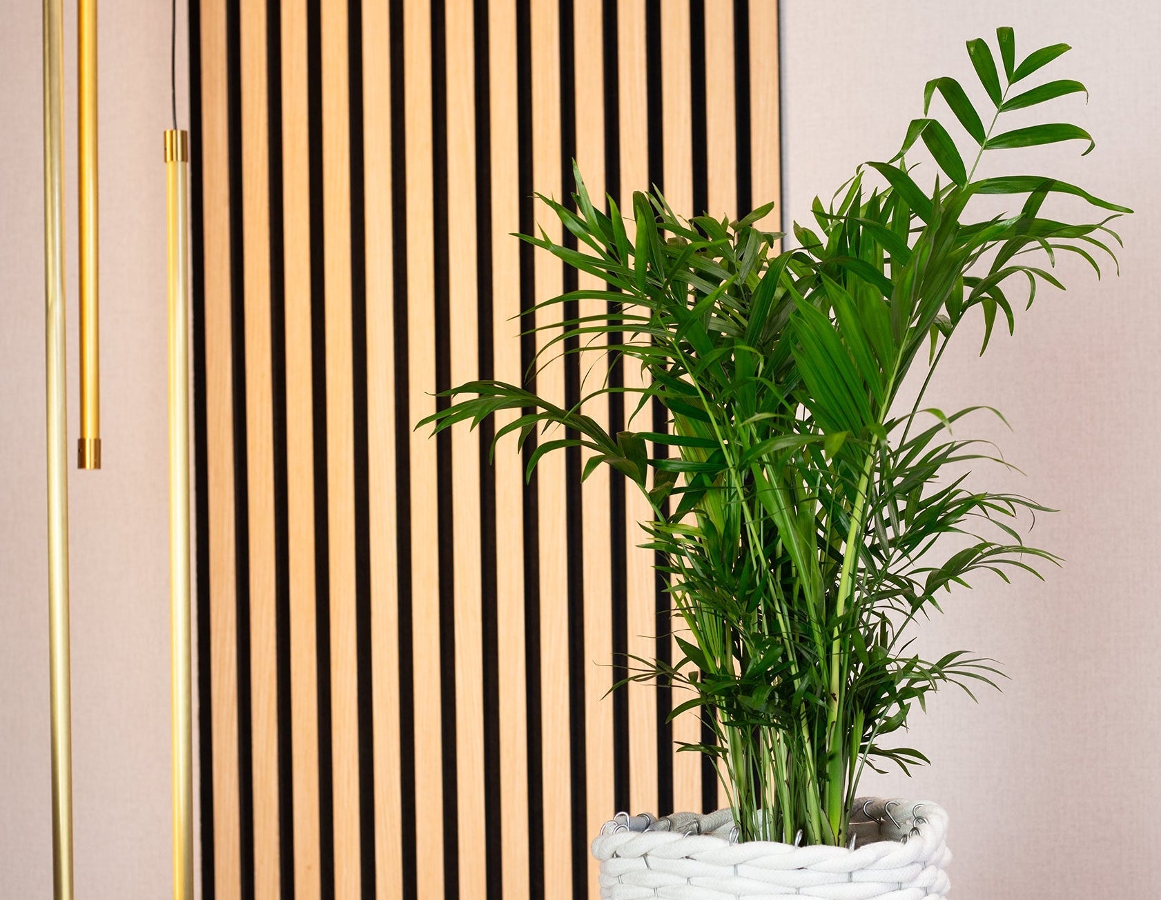 Bergpalme - Chamaedorea elegans - Höhe ca. 70 cm, Topf-Ø 17 cm