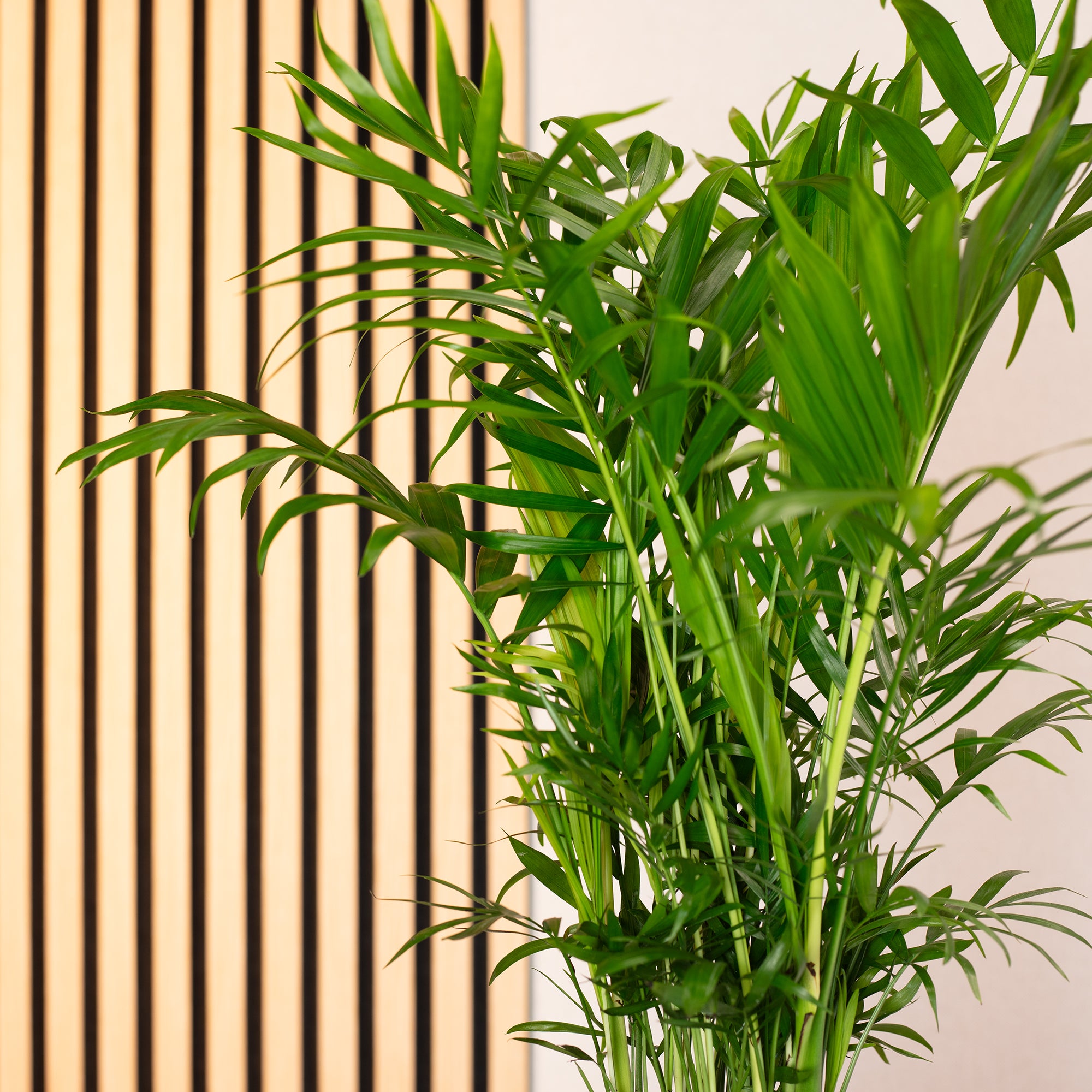 Bergpalme - Chamaedorea elegans - Höhe ca. 70 cm, Topf-Ø 17 cm