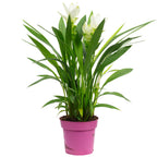 Kurkuma weiß - Curcuma alismatifolia - Höhe ca. 50 cm, Topf-Ø 14 cm