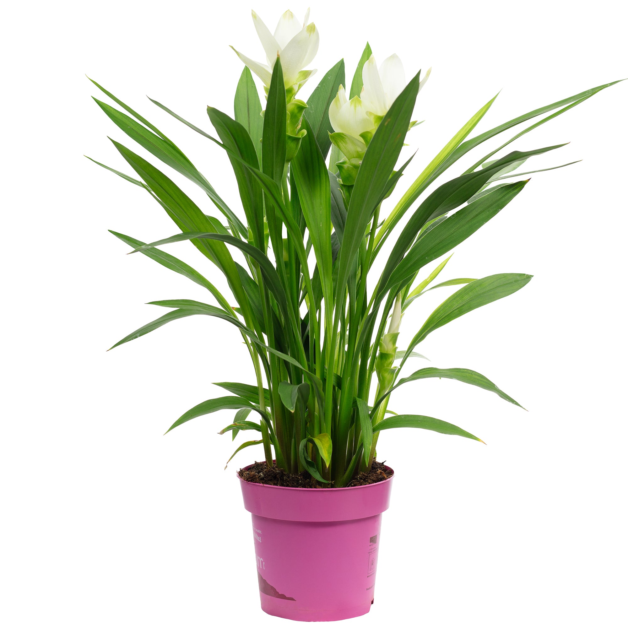 Kurkuma weiß - Curcuma alismatifolia - Höhe ca. 50 cm, Topf-Ø 14 cm