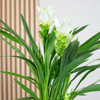 Kurkuma weiß - Curcuma alismatifolia - Höhe ca. 50 cm, Topf-Ø 14 cm