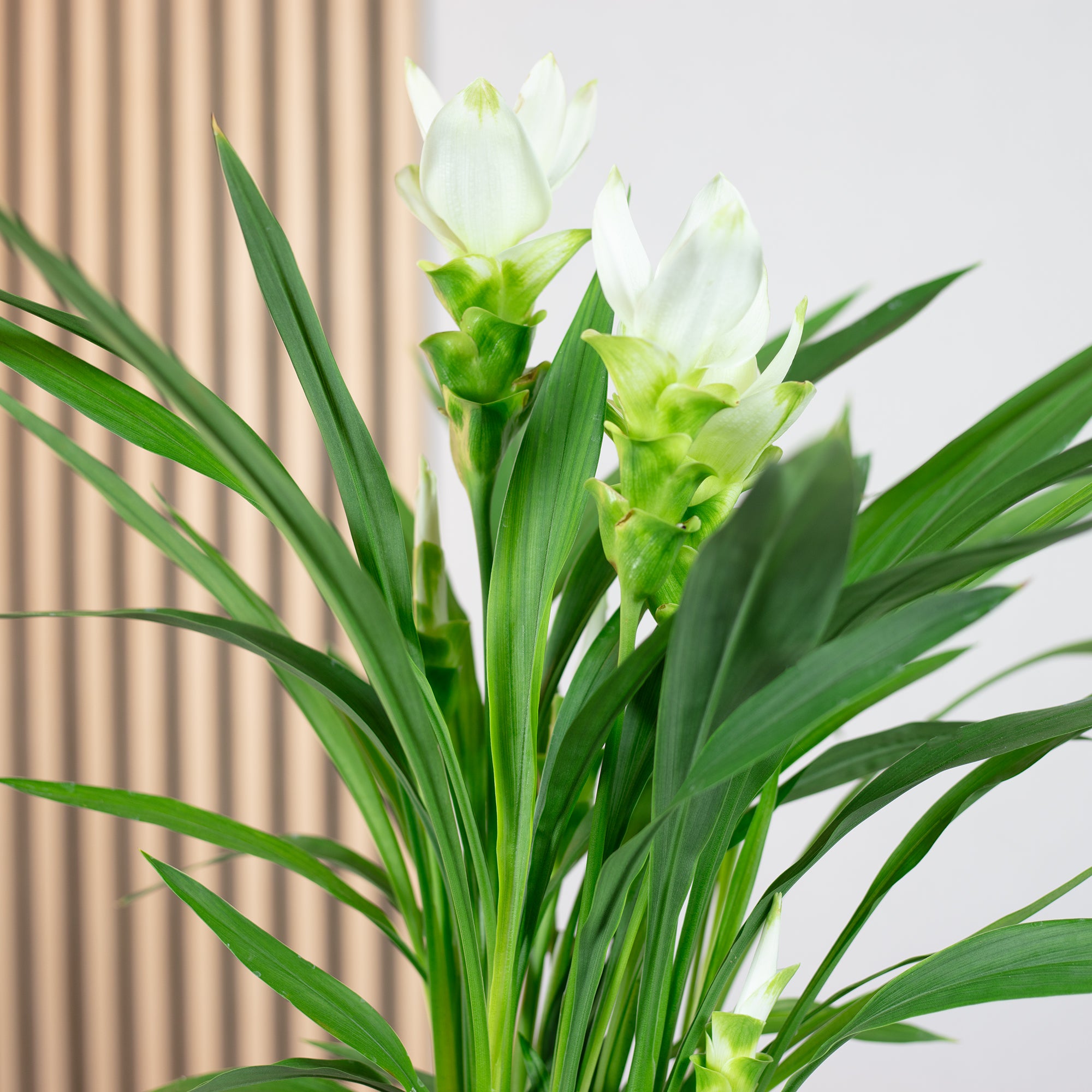 Kurkuma weiß - Curcuma alismatifolia - Höhe ca. 50 cm, Topf-Ø 14 cm