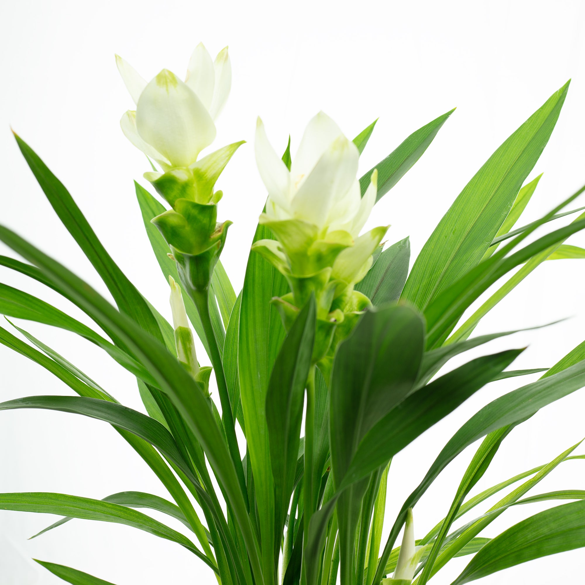 Kurkuma weiß - Curcuma alismatifolia - Höhe ca. 50 cm, Topf-Ø 14 cm