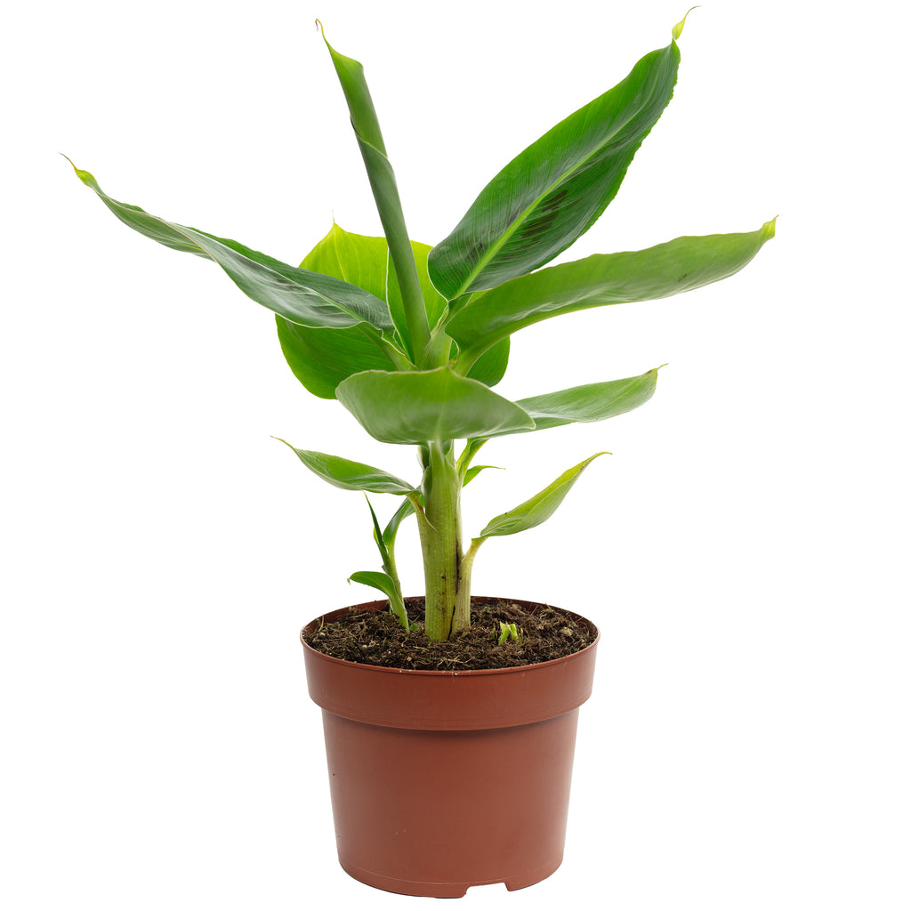 Bananenpflanze - Musa tropicana - Höhe ca. 30 cm, Topf-Ø 12 cm