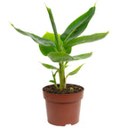 Bananenpflanze - Musa tropicana - Höhe ca. 30 cm, Topf-Ø 12 cm