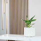 Bananenpflanze - Musa tropicana - Höhe ca. 30 cm, Topf-Ø 12 cm